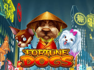FORTUNE DOGS